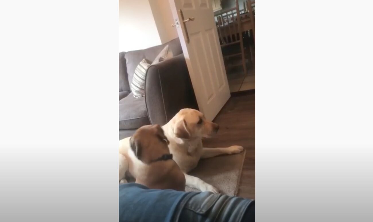 ラブラドールレトリーバー,動画