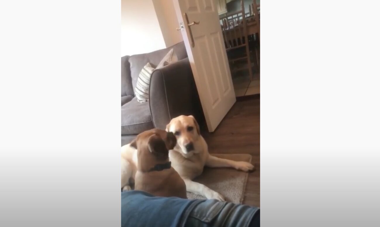 ラブラドールレトリーバー,動画