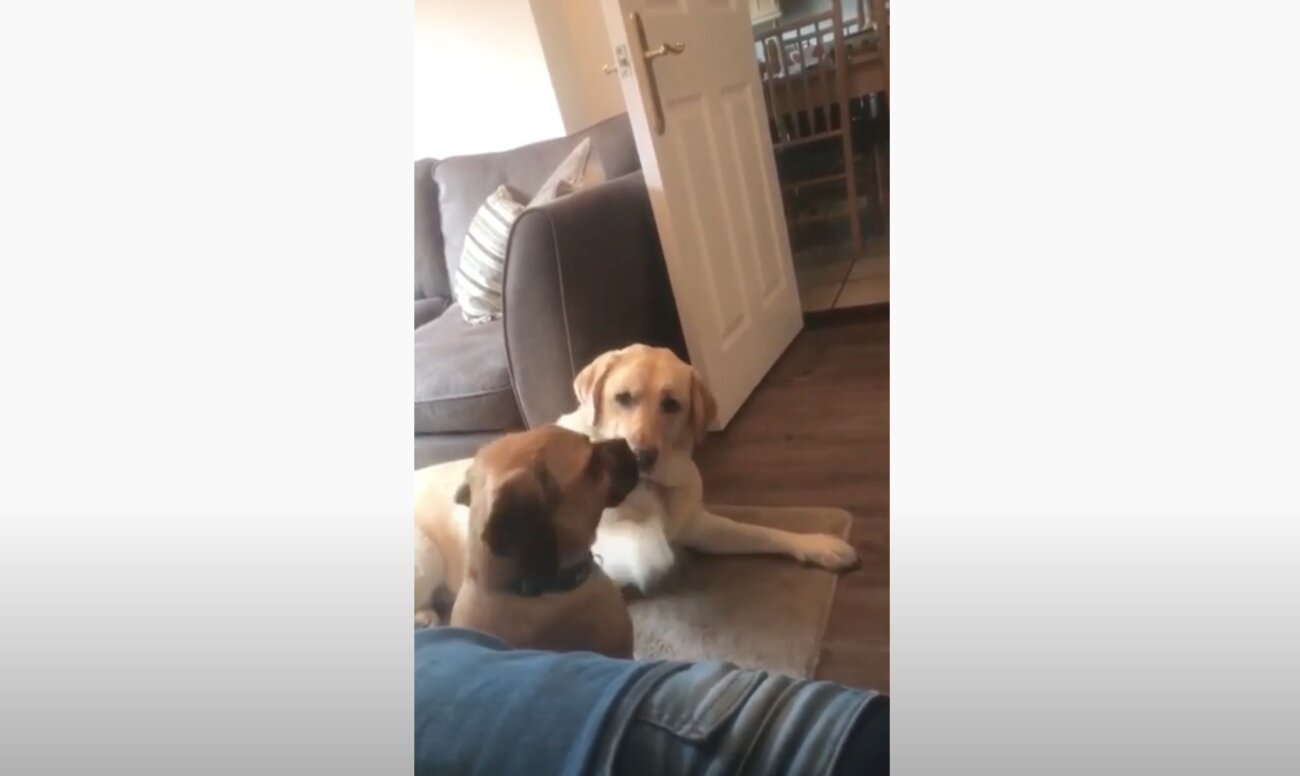 ラブラドールレトリーバー,動画