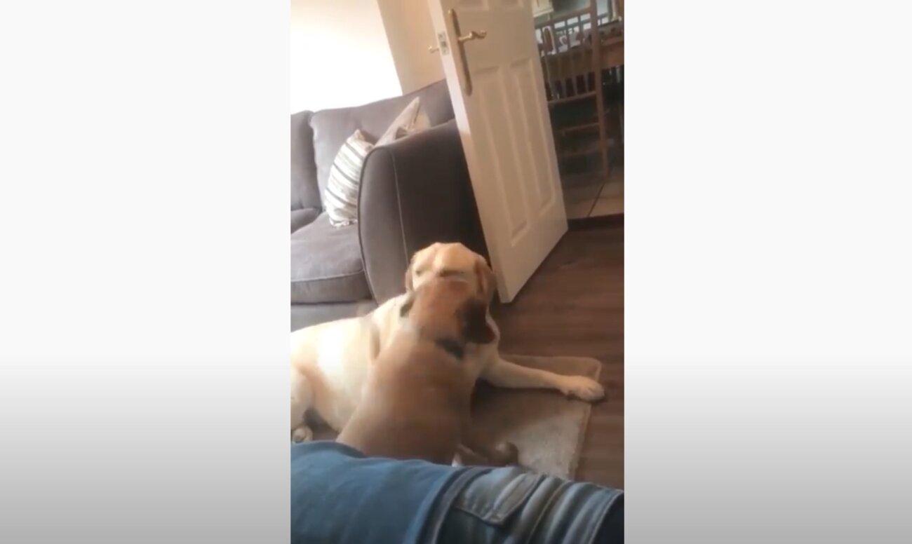 ラブラドールレトリーバー,動画