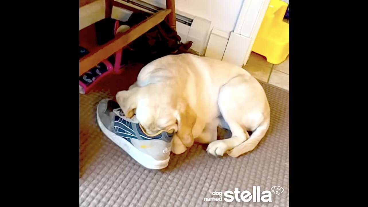 ラブラドールレトリーバー,動画