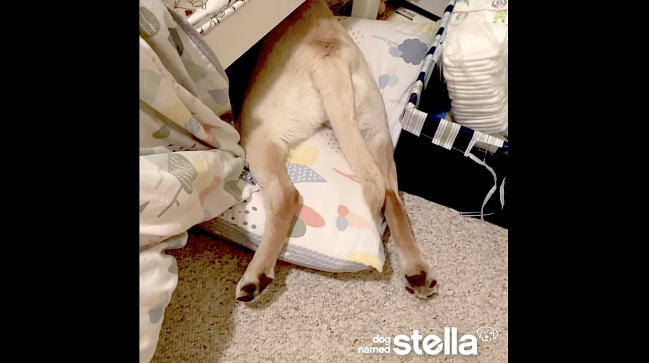 ラブラドールレトリーバー,動画