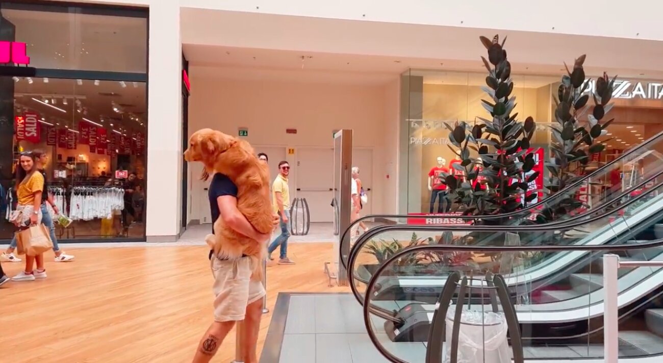 ゴールデンレトリーバー,動画