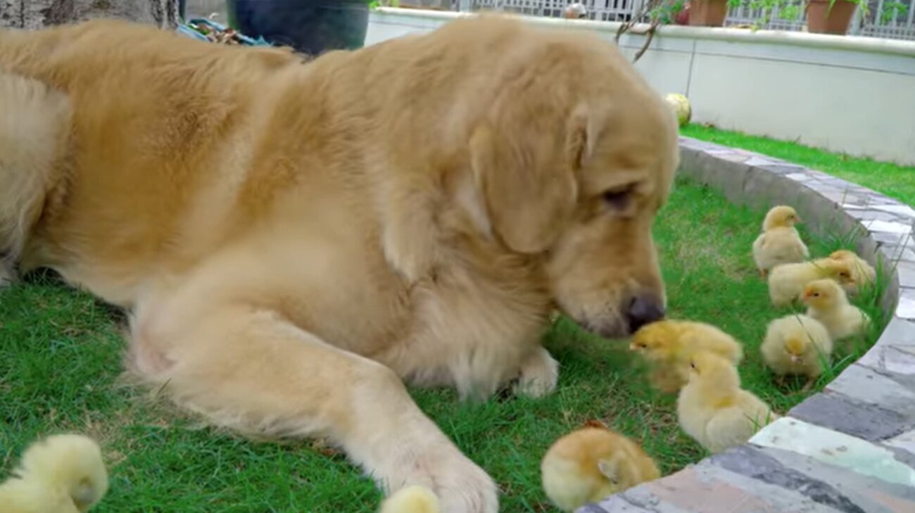 ゴールデンレトリーバー,動画