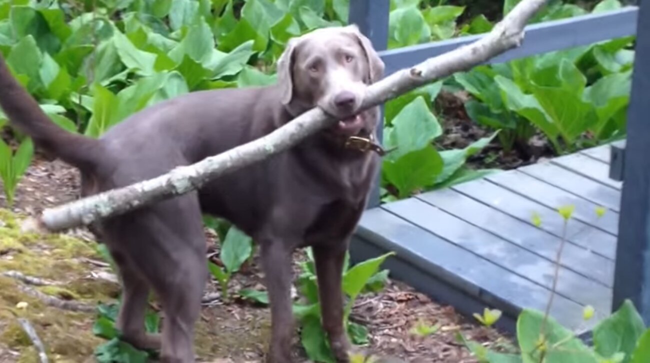 ラブラドールレトリーバー,動画