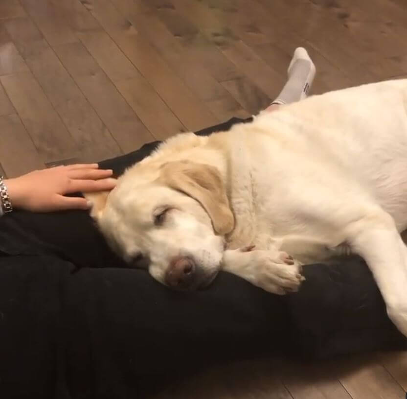 ラブラドールレトリーバー,動画