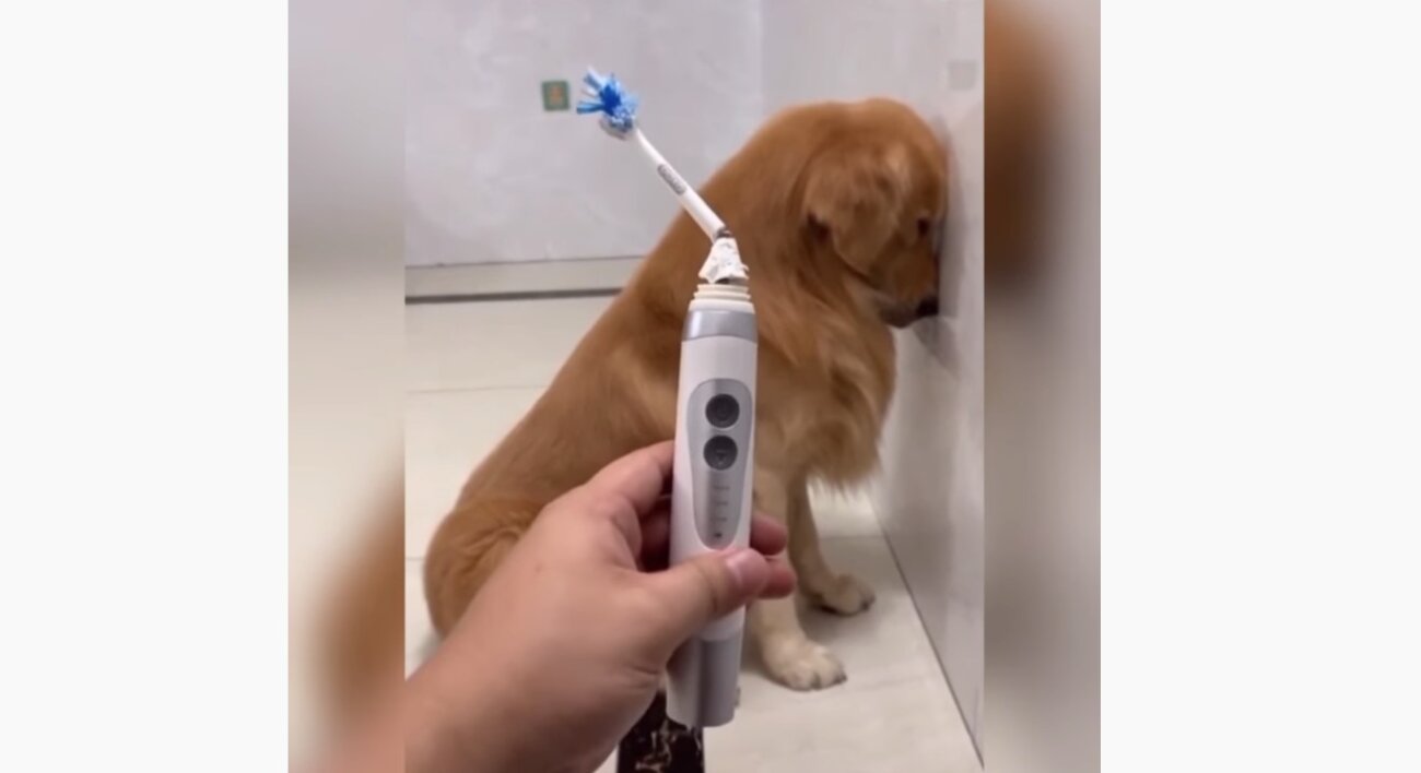 ゴールデンレトリーバー,動画