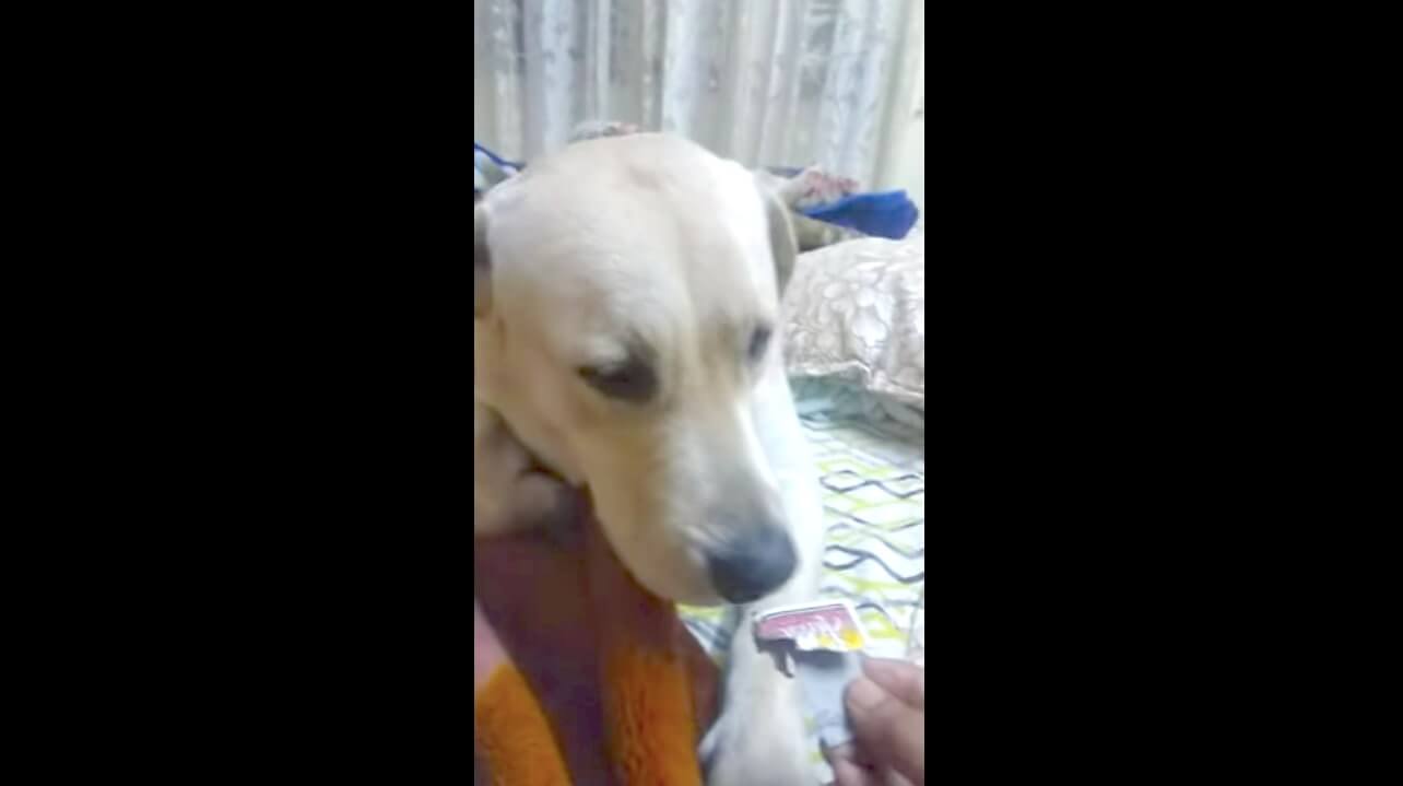 ラブラドールレトリーバー,動画