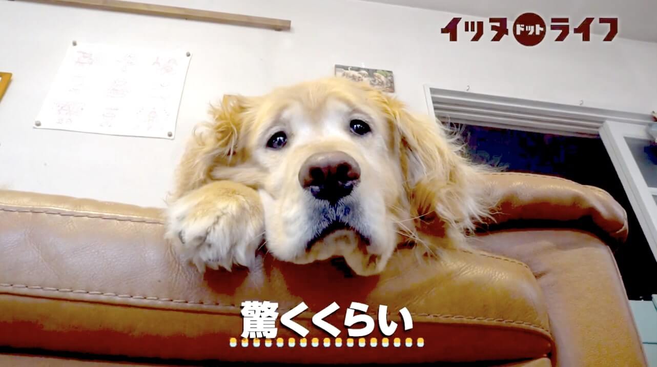 ゴールデン,動画,イッヌドットライフ