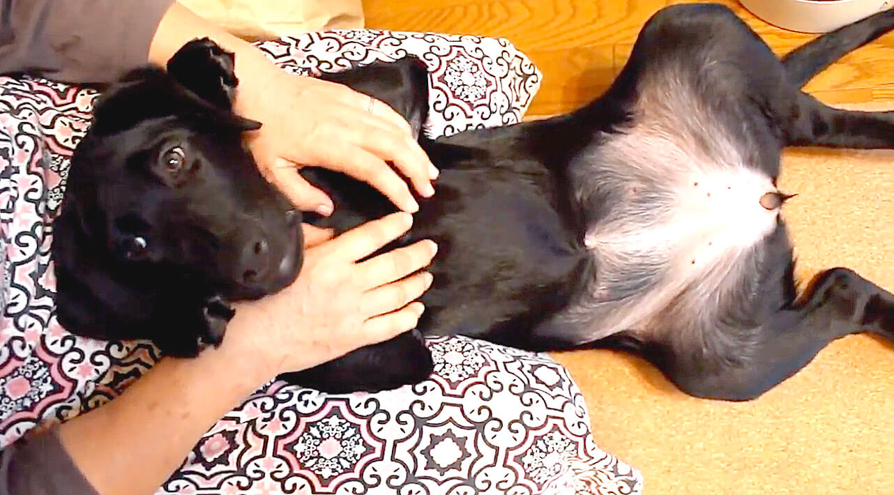 ラブラドールレトリーバー,動画