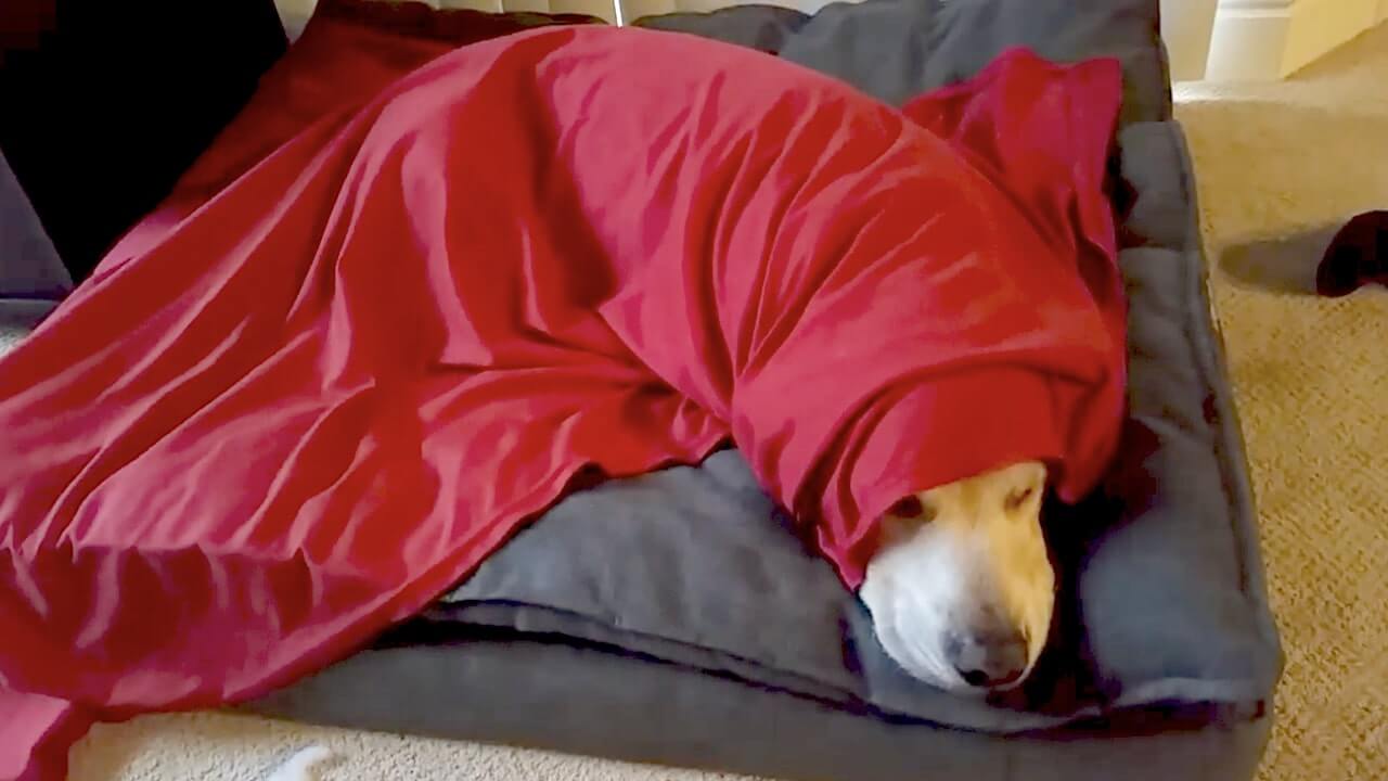 ゴールデンレトリーバー,動画