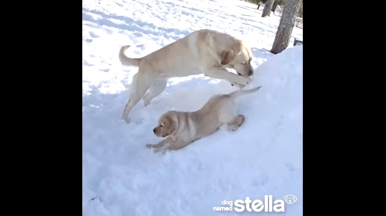 ラブラドールレトリーバー,動画