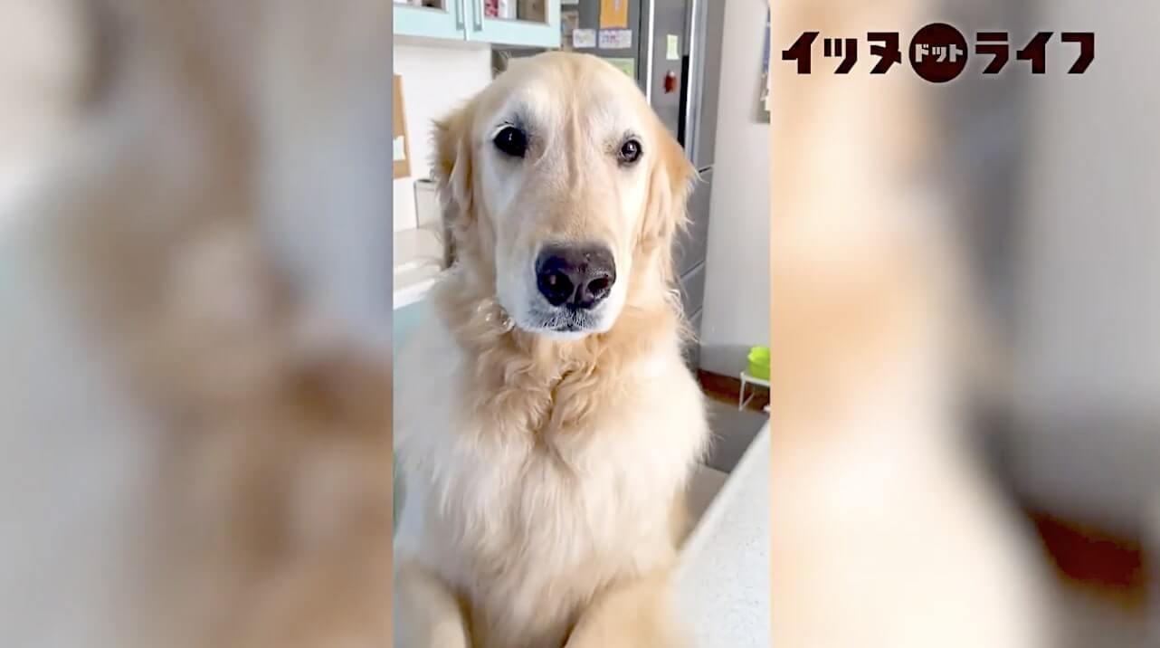 ゴールデン,動画,イッヌドットライフ