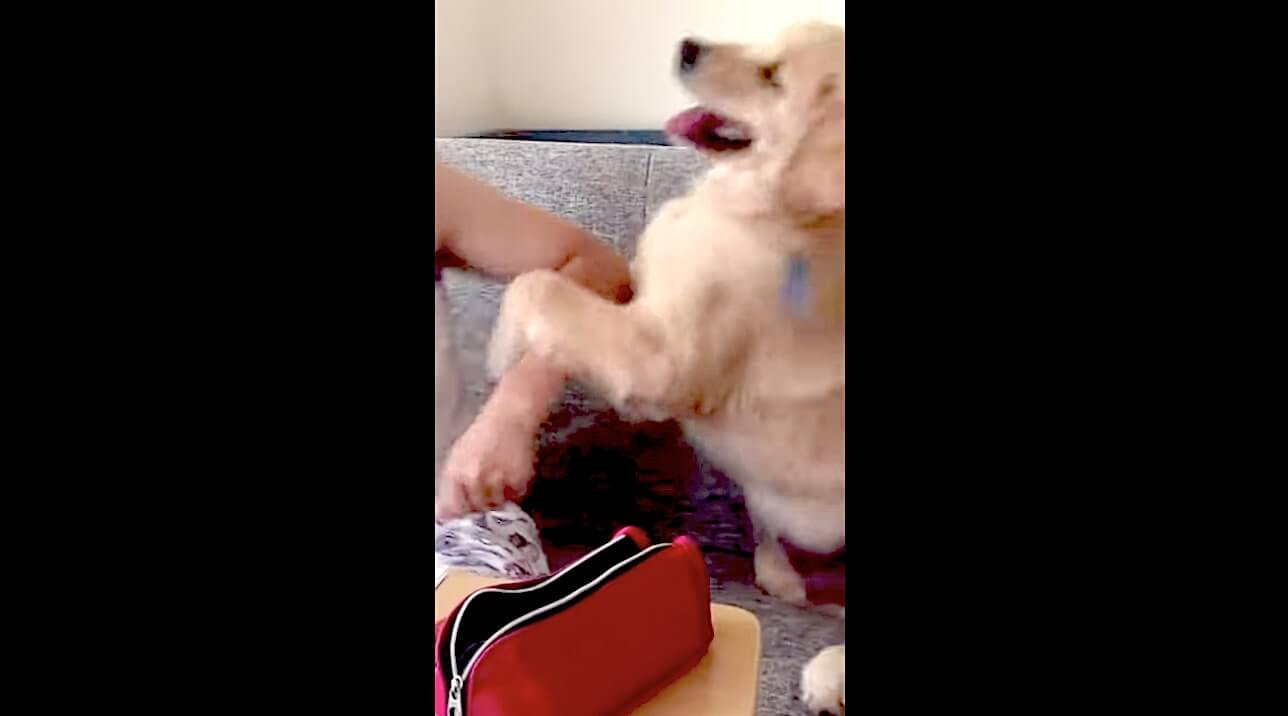 ゴールデンレトリーバー,動画