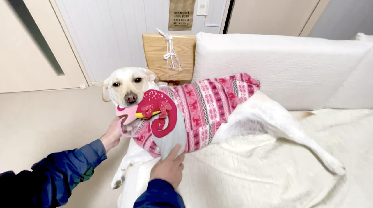 ラブラドールレトリーバー,動画