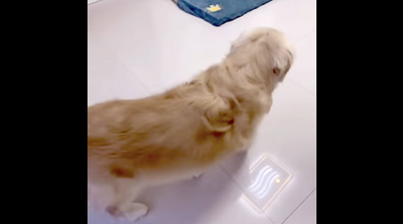 ゴールデンレトリーバー,動画