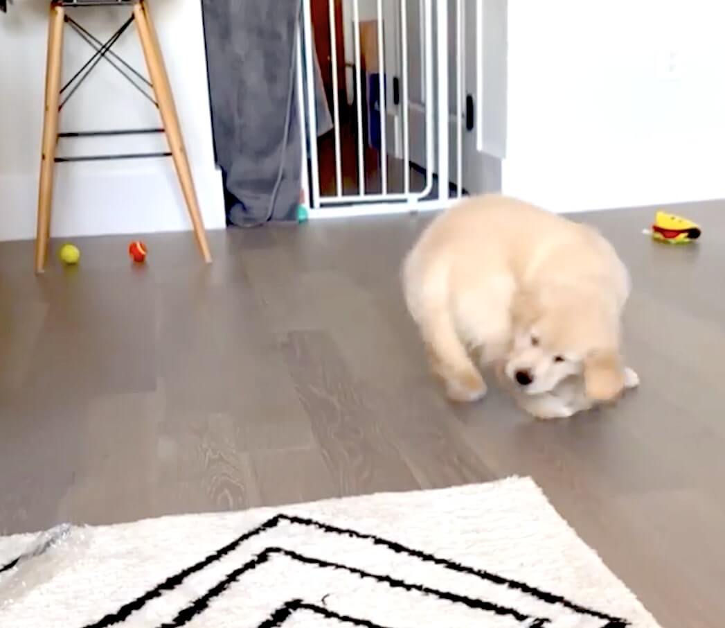 ゴールデンレトリーバー,動画