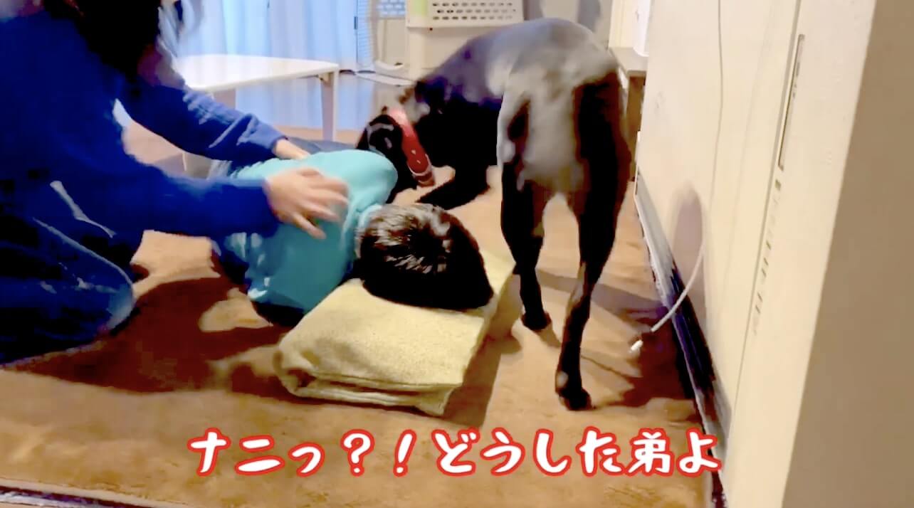 ラブラドールレトリーバー,動画