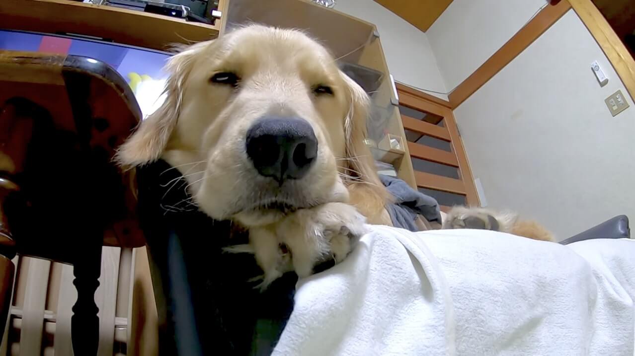 ゴールデンレトリーバー,動画