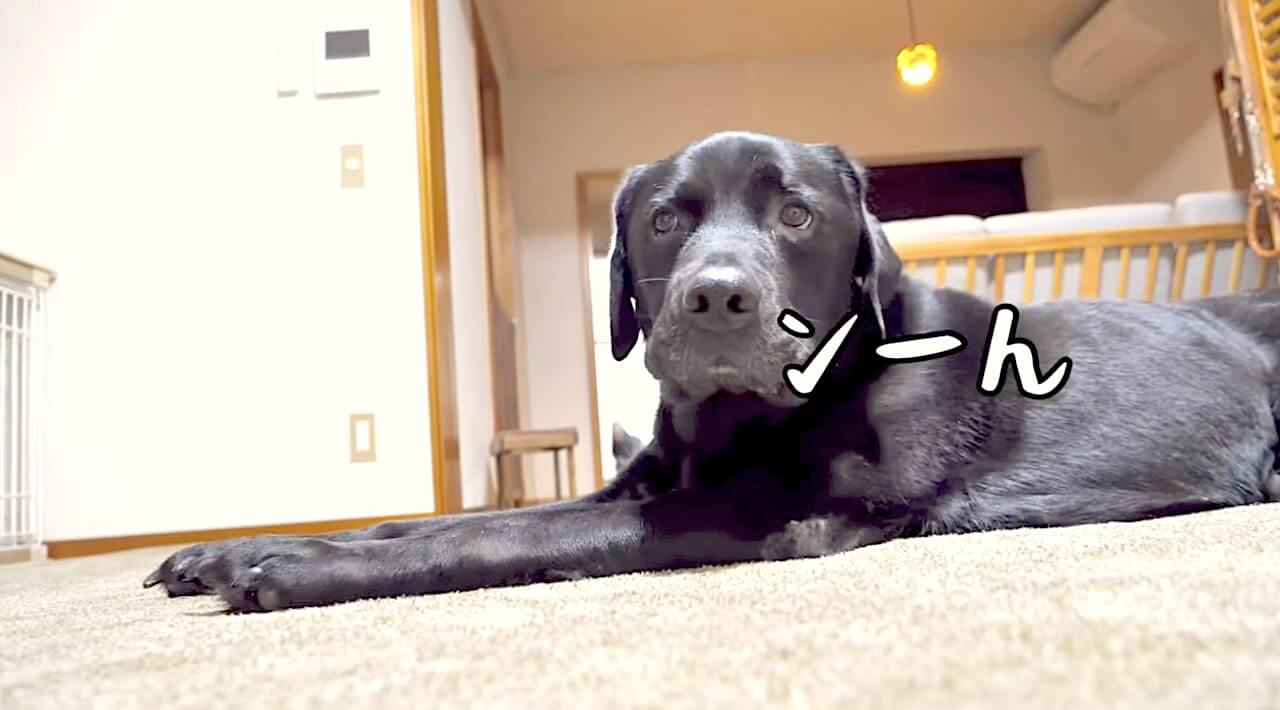 ラブラドールレトリーバー,動画