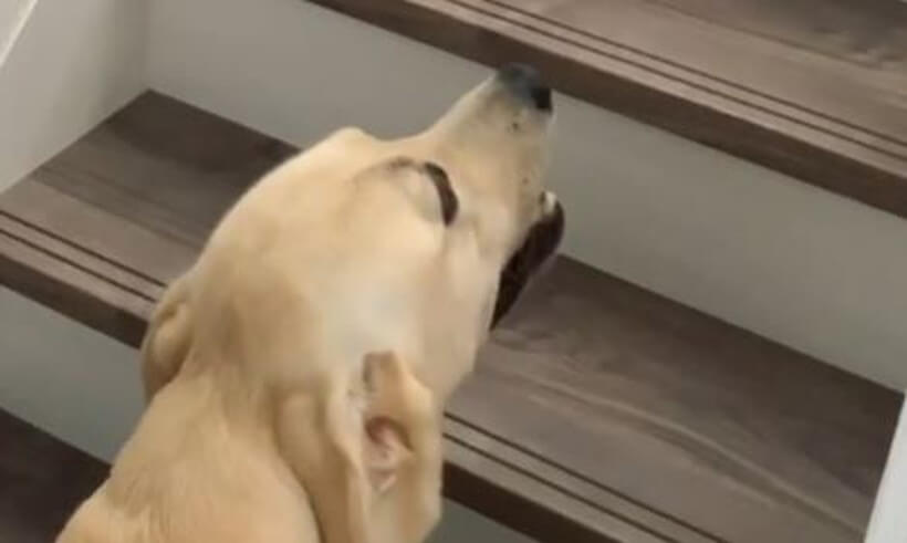 ラブラドールレトリーバー,動画