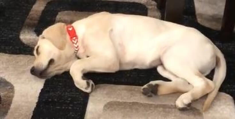 ラブラドールレトリーバー,動画