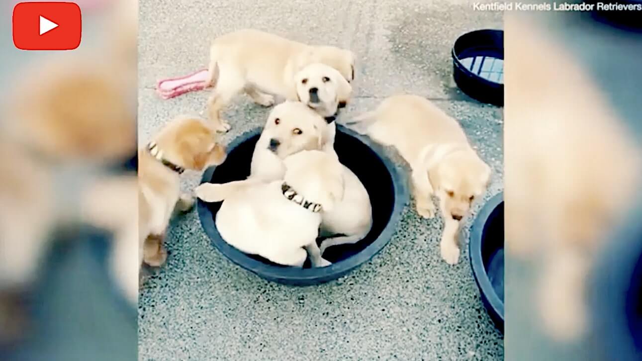 ラブラドールレトリーバー,動画