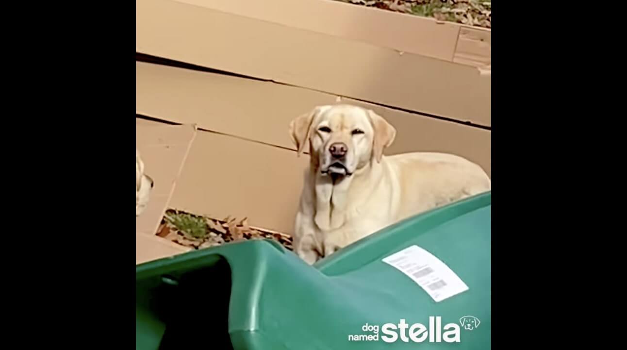 ラブラドールレトリーバー,動画