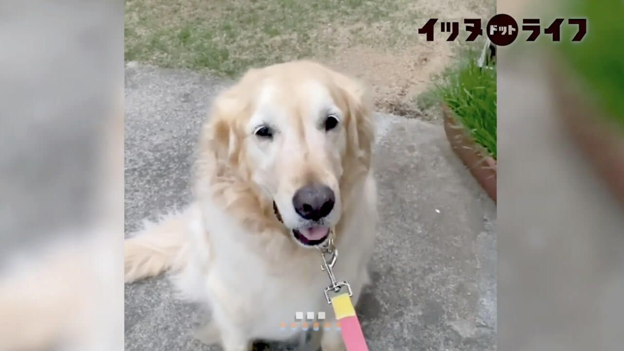 ゴールデン,動画,イッヌドットライフ