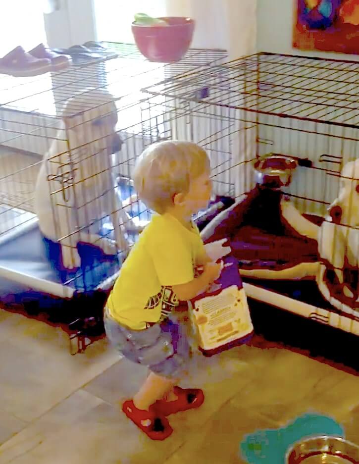 ラブラドールレトリーバー,動画