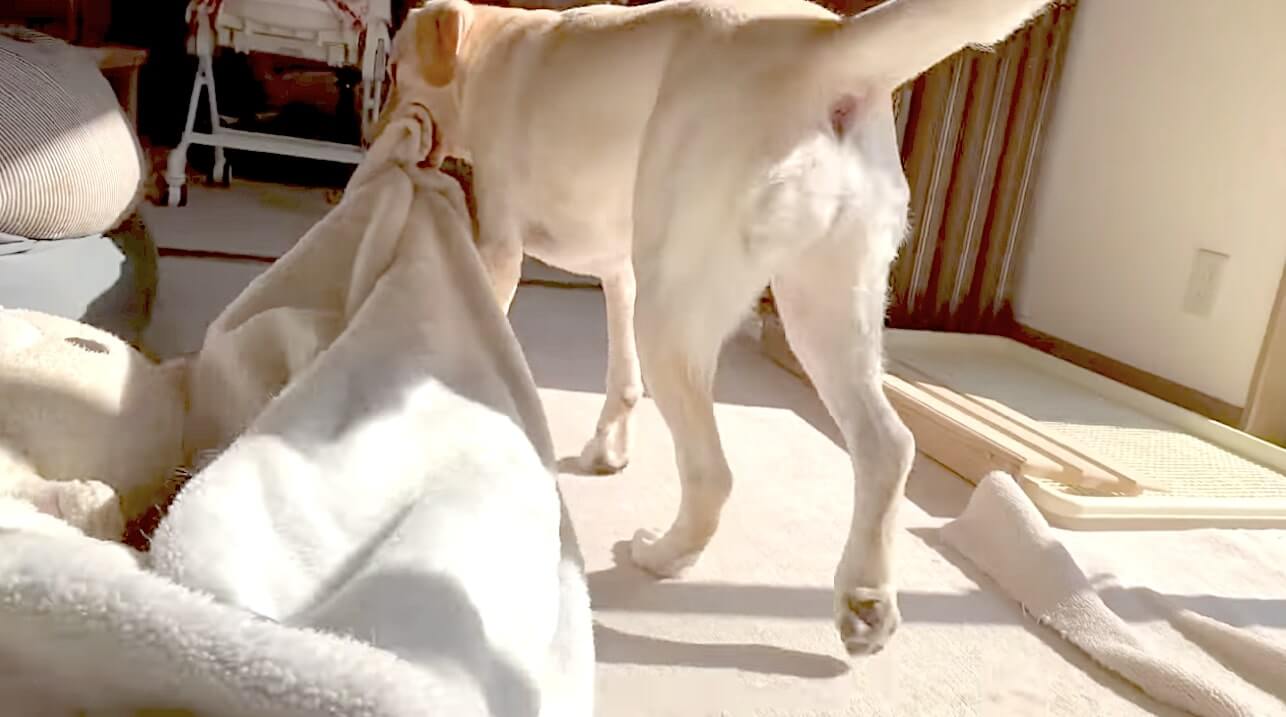 ラブラドールレトリーバー,動画