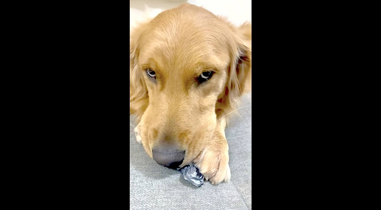 ゴールデンレトリーバー,動画