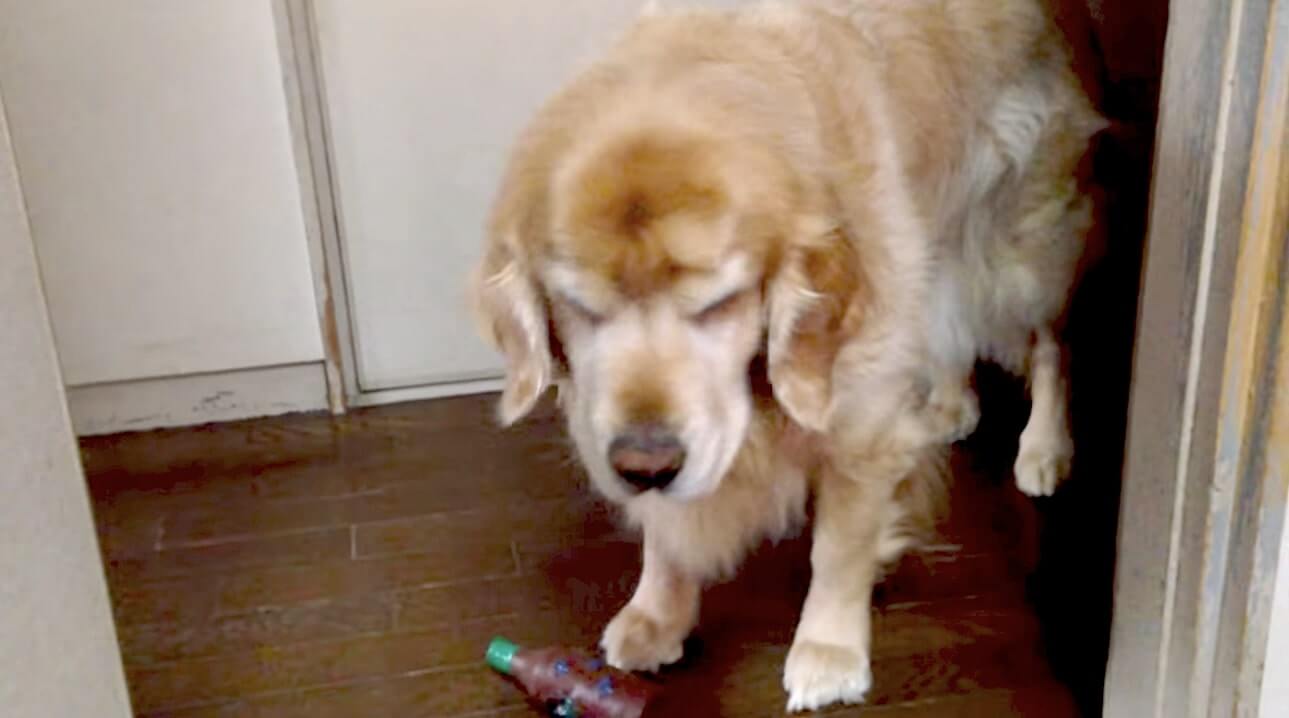 ゴールデンレトリーバー,動画