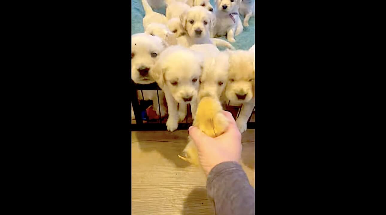 ゴールデンレトリーバー,動画