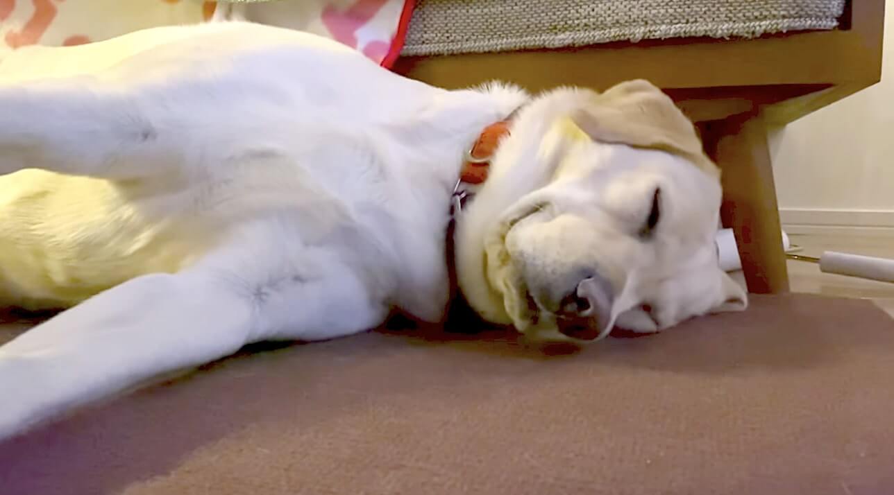 ラブラドールレトリーバー,動画