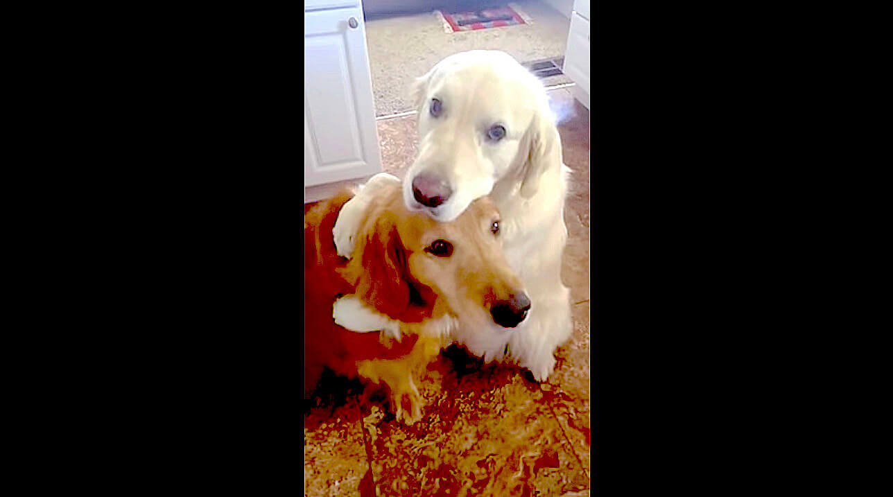 ゴールデンレトリーバー,動画