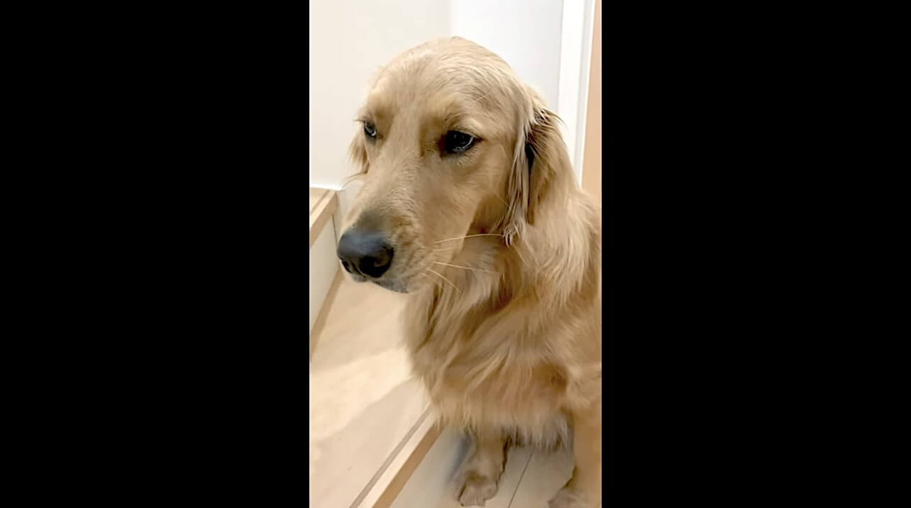 ゴールデンレトリーバー,動画