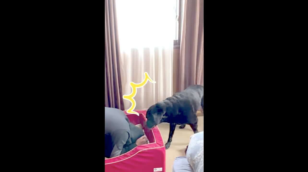 ラブラドールレトリーバー,動画