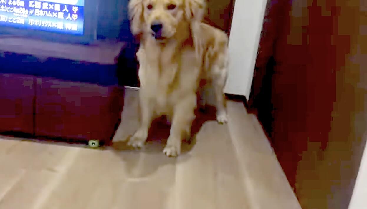 ゴールデンレトリーバー,動画