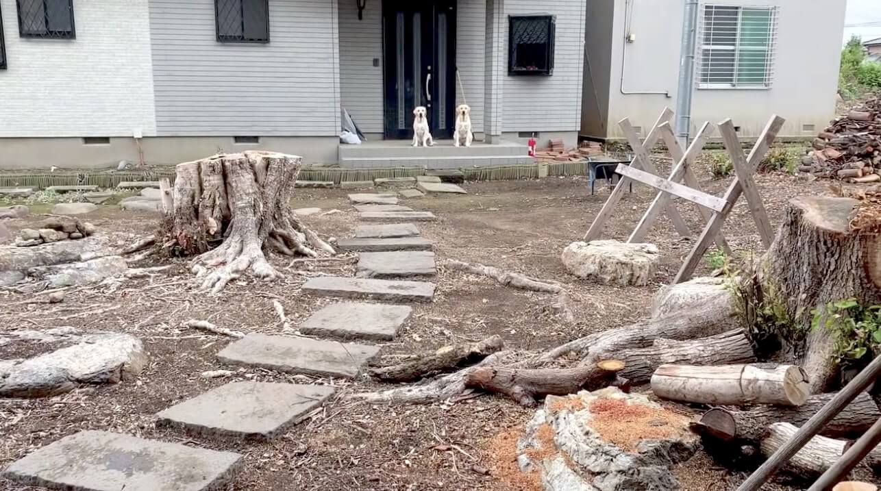 ラブラドールレトリーバー,動画