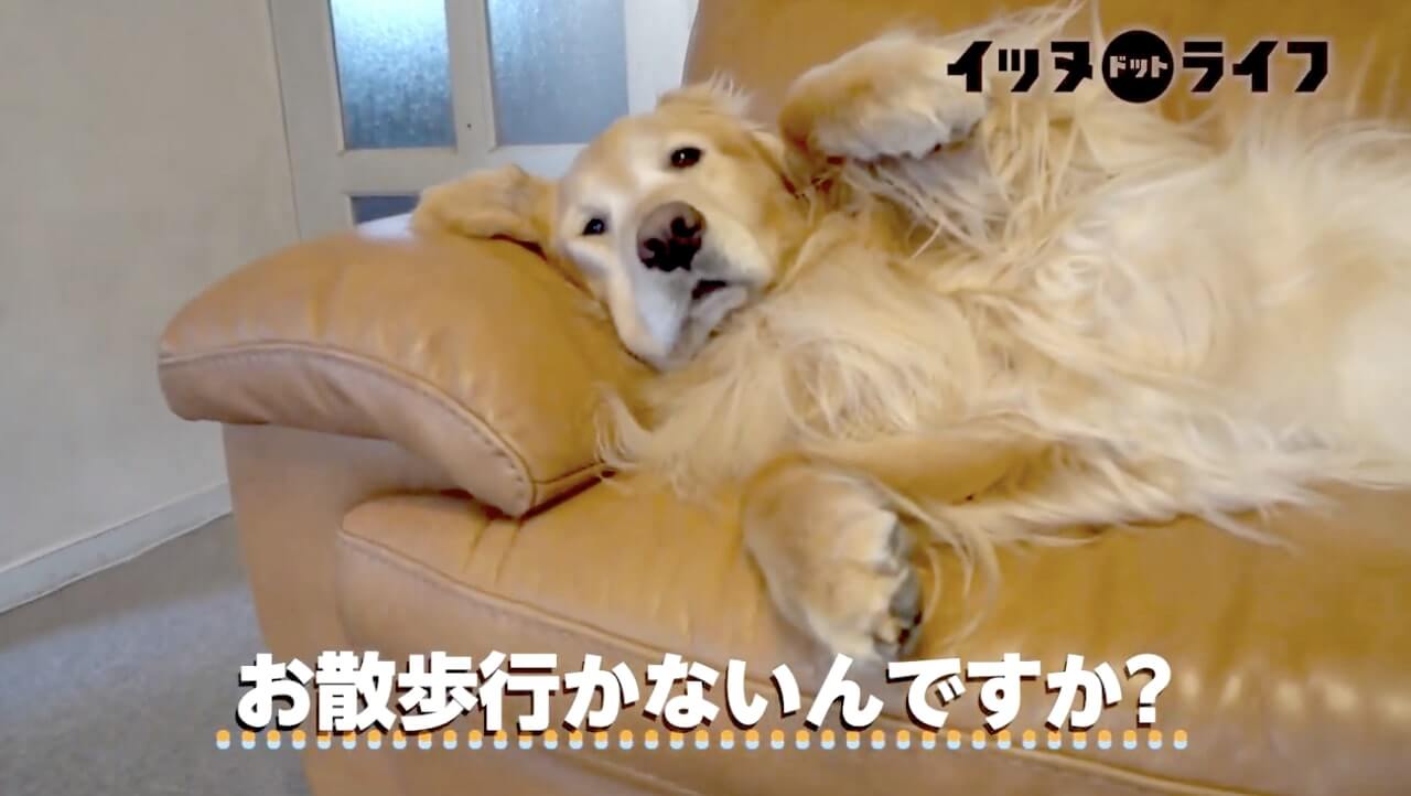 ゴールデンレトリーバー,動画,イッヌドットライフ
