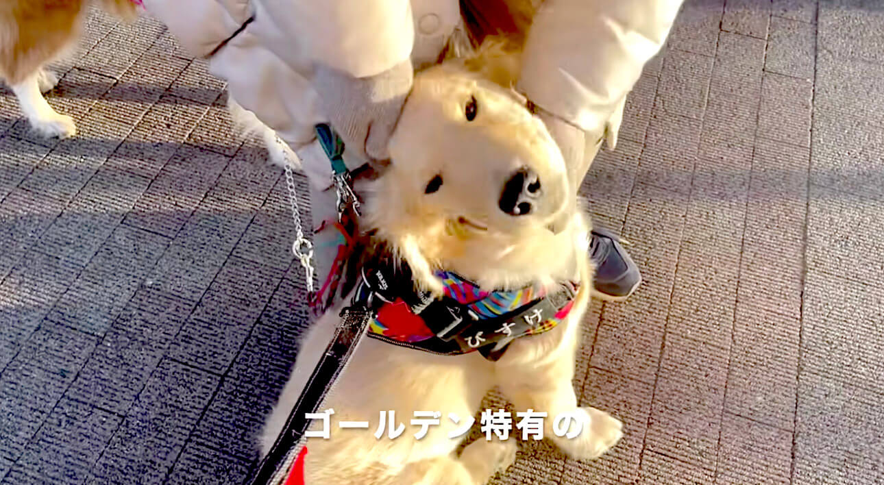 ゴールデンレトリーバー,動画