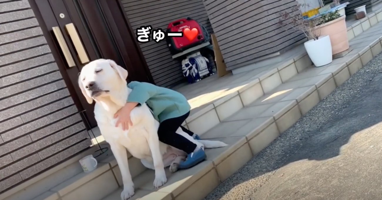 ラブラドールレトリーバー,動画