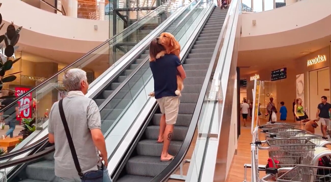 ゴールデンレトリーバー,動画