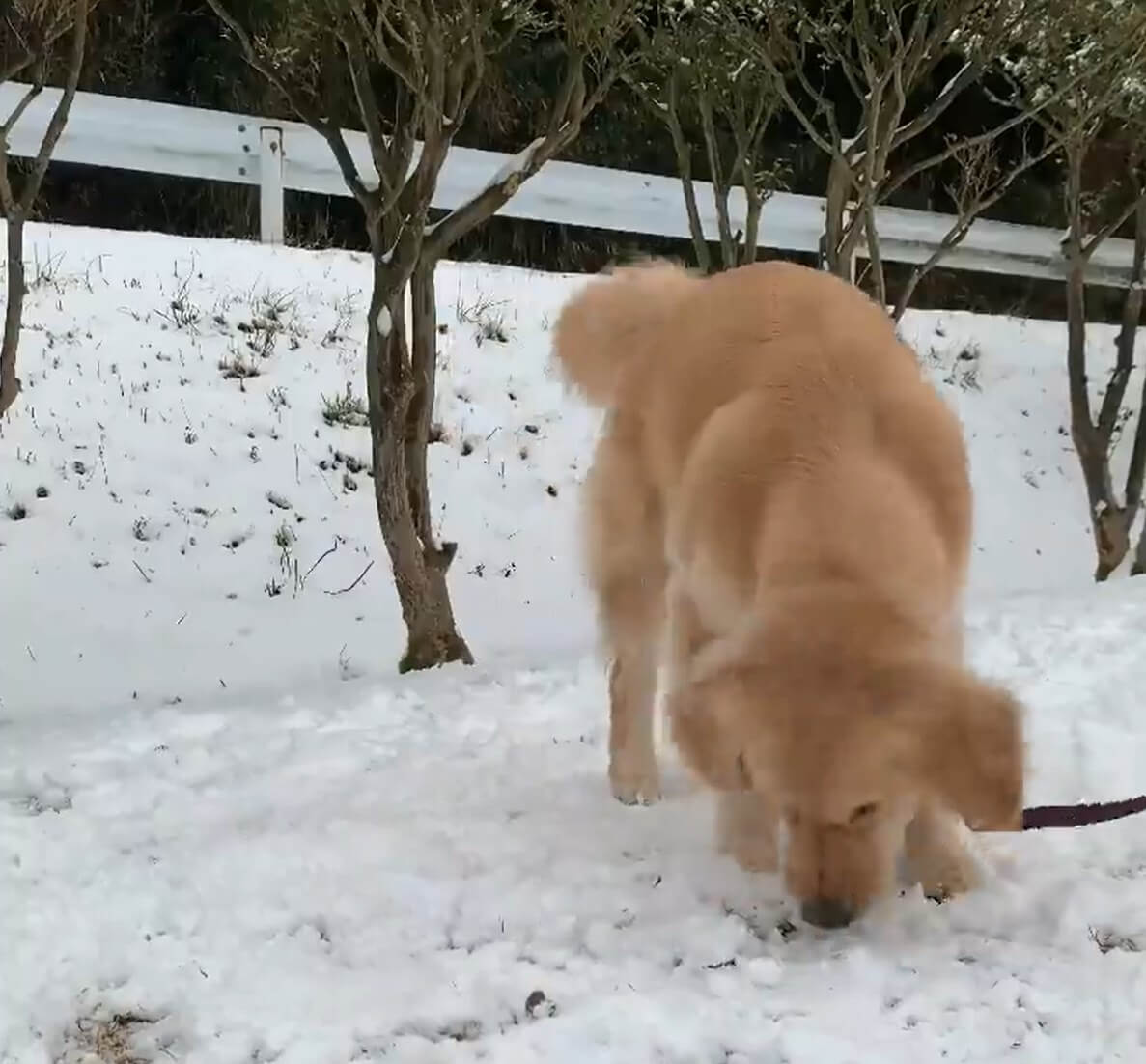 ゴールデンレトリーバー,動画