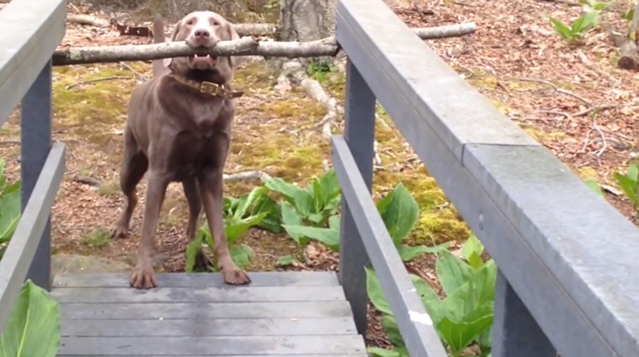 ラブラドールレトリーバー,動画