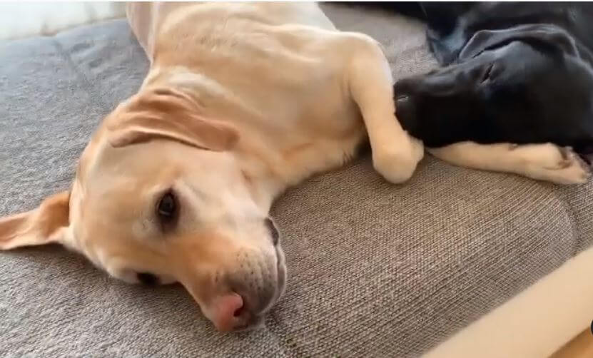 ラブラドールレトリーバー,動画