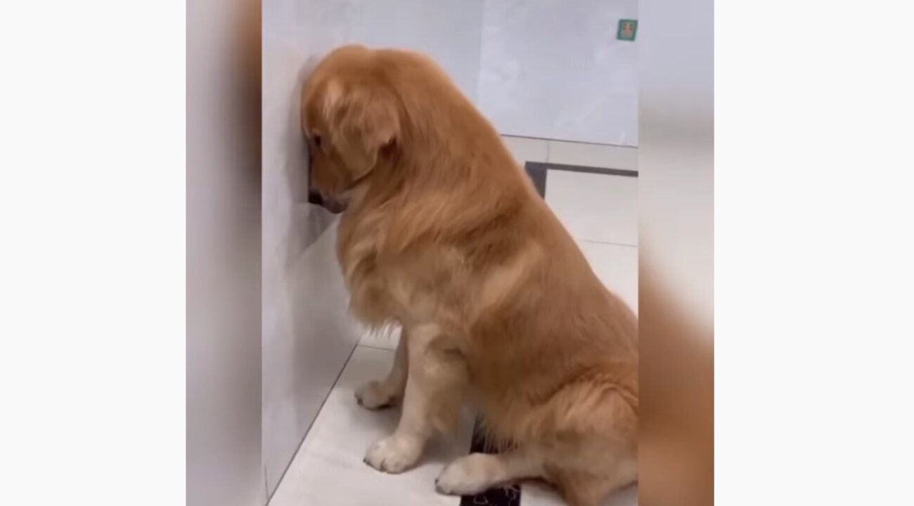 ゴールデンレトリーバー,動画