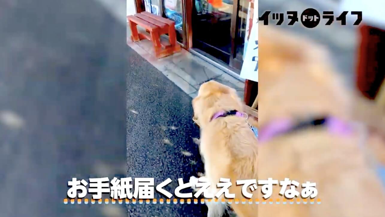 ゴールデンレトリーバー,動画,イッヌドットライフ