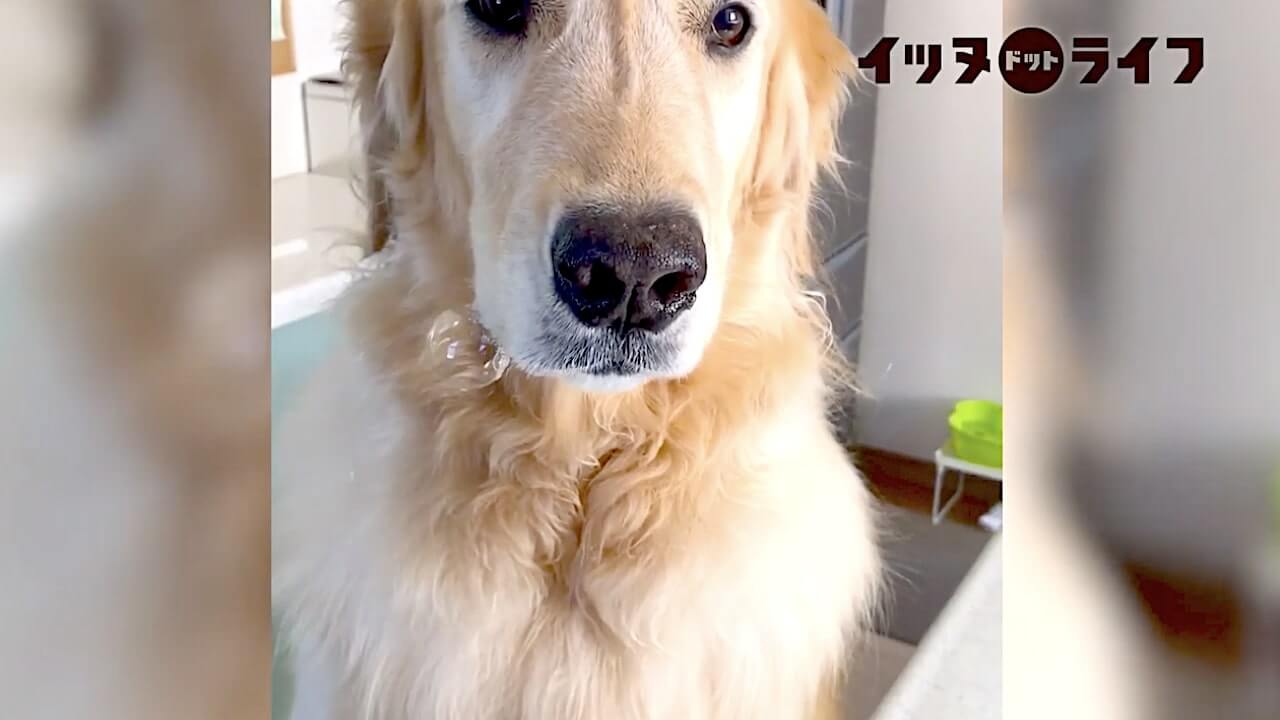 ゴールデン,動画,イッヌドットライフ